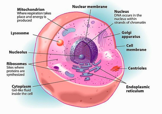 webassets/cell_anatomy.jpeg